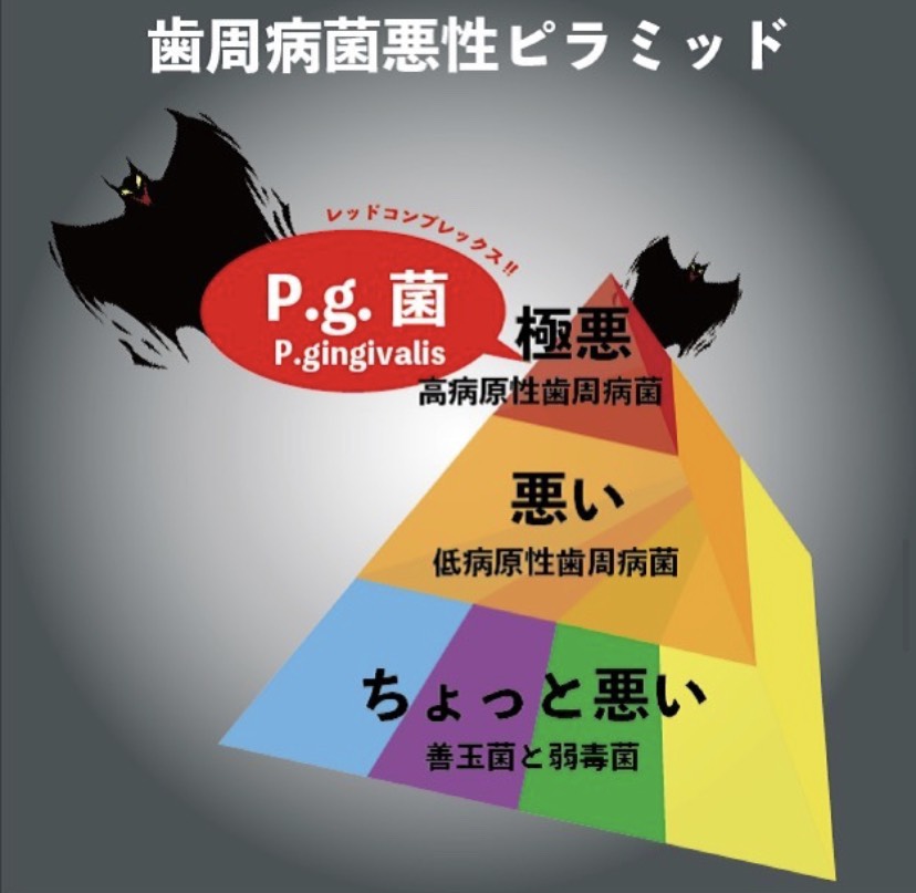 P.g.菌とは
